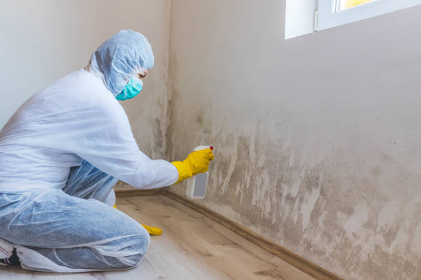 Licensed Basement Mold Remediation service in East Milton, FL - 24 Hour Mold Removal