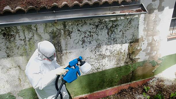 Top rated local Basement Mold Remediation specialists in East Milton, FL